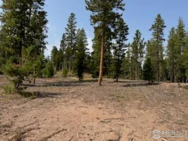 a view of a forest with trees in the background