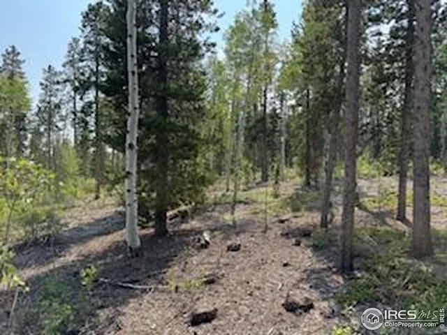 a view of a forest with trees in the background