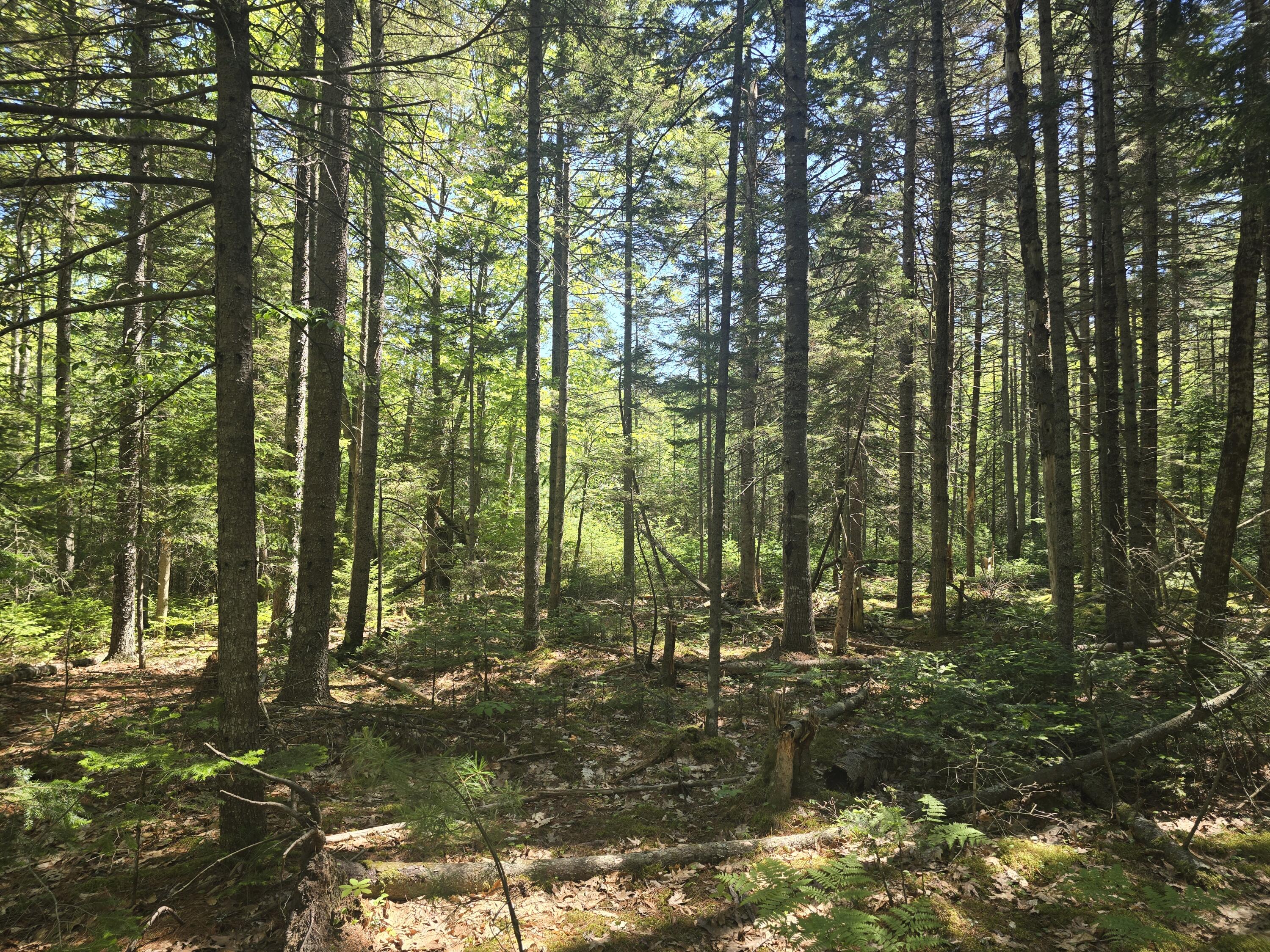 0 Boothbay Road Edgecomb, ME 04556 - Photo 10 of 20 20260603_103159