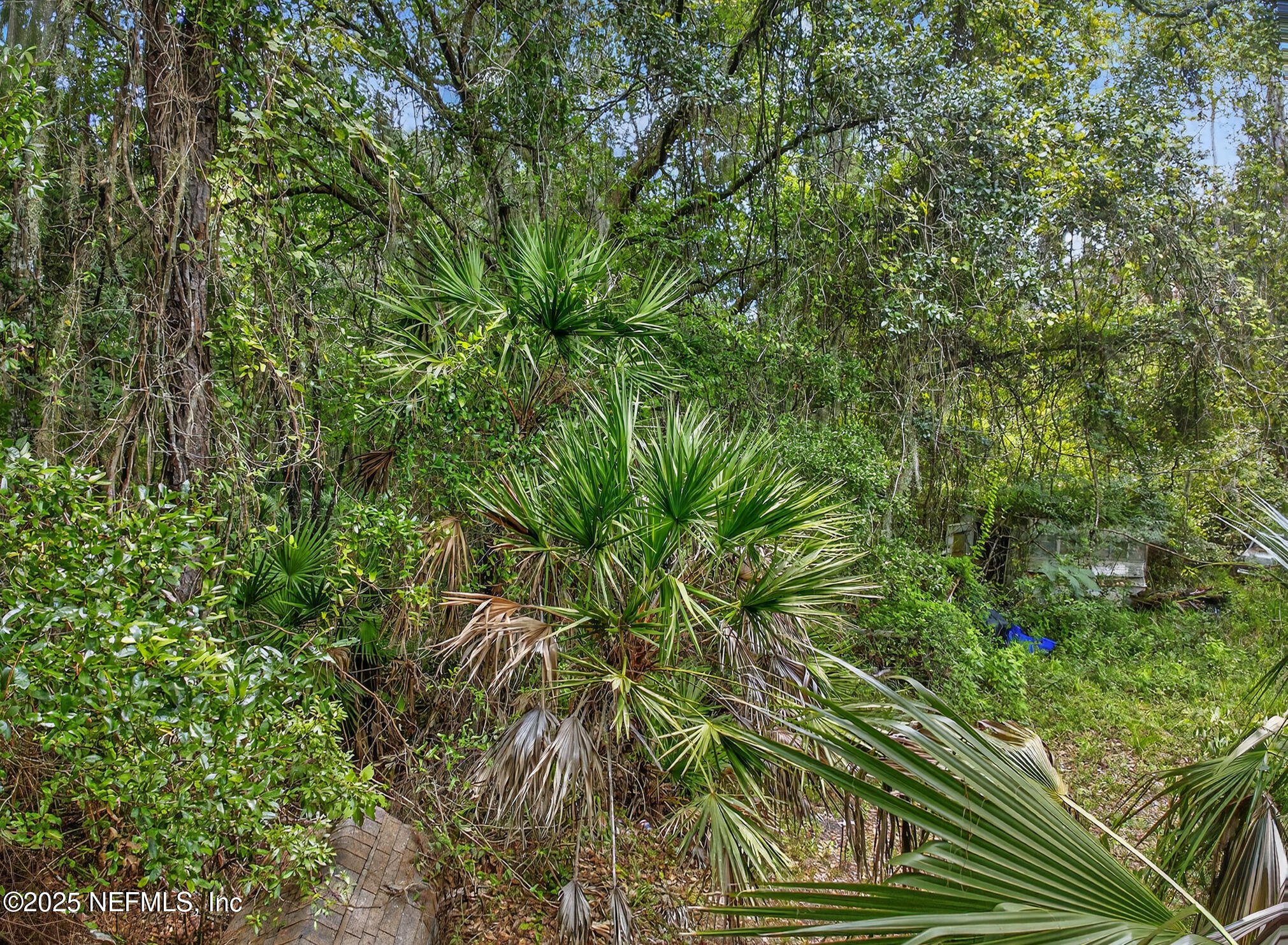 933 John Street St. Augustine, FL 32084 - Photo 13 of 19 a view of a plant in a garden