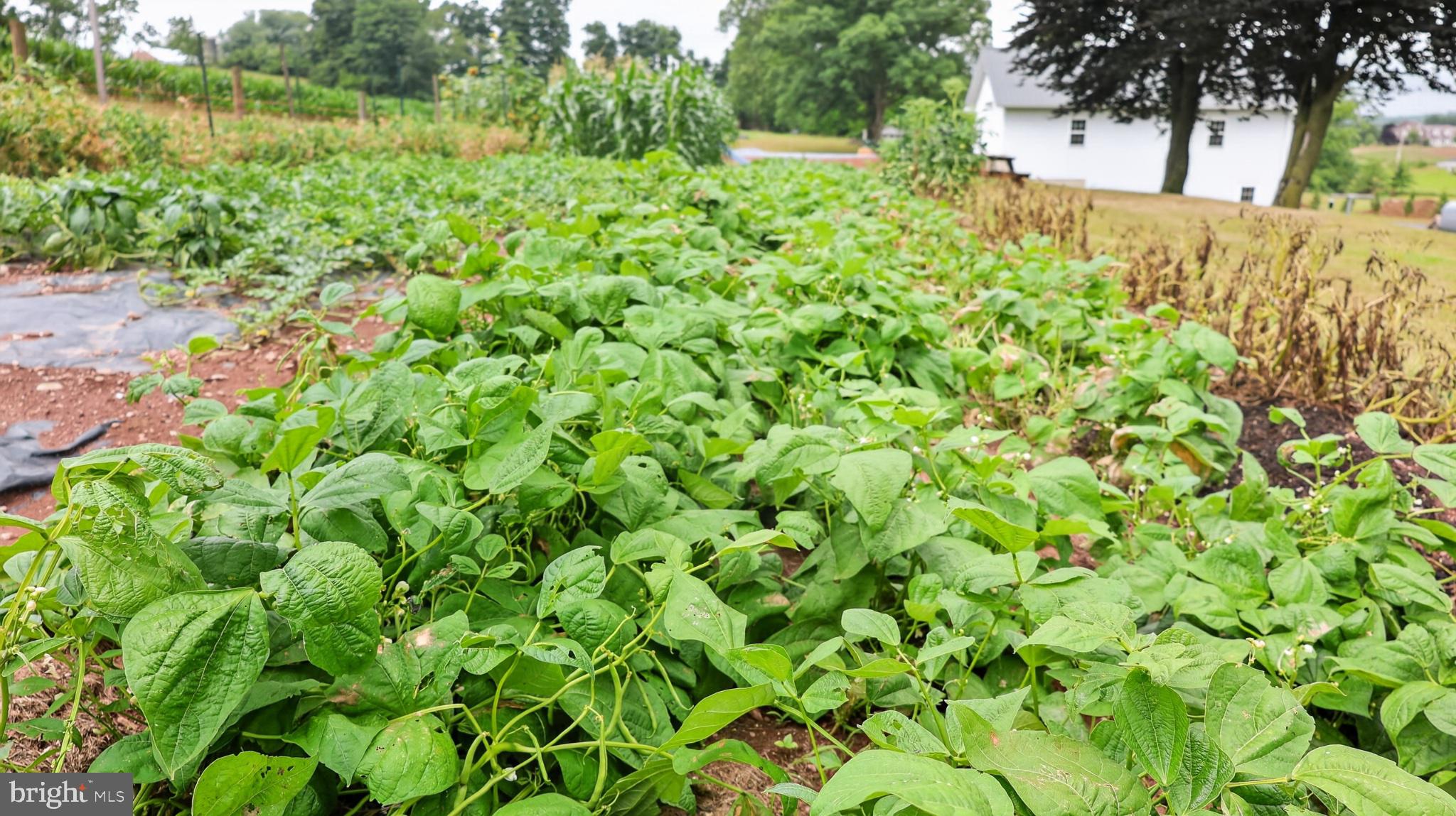 475 South Cocalico Road Denver, PA 17517 - Photo 80 of 91 Lush green bean field in summer.