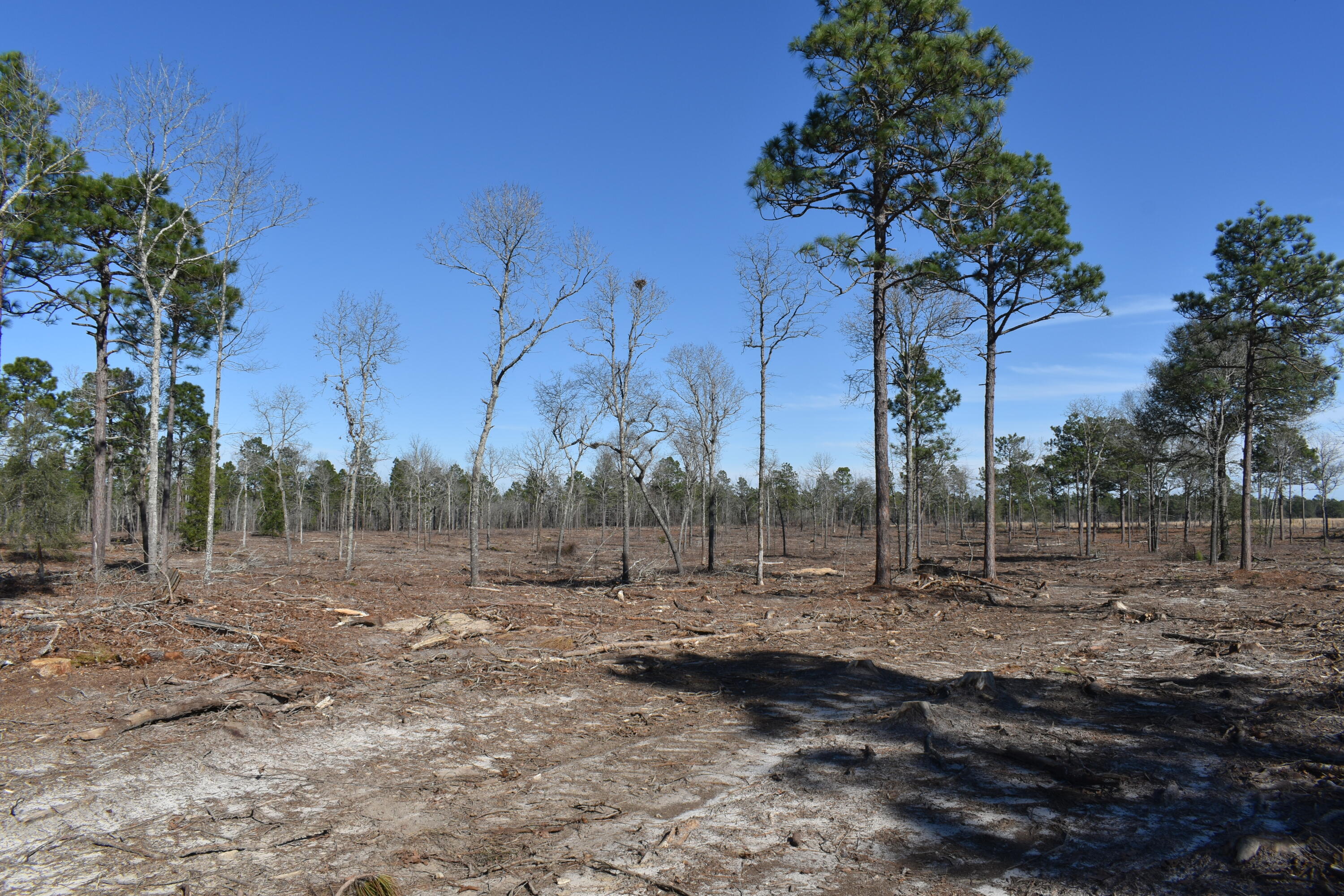 New Lot 1 New Road Windsor, SC 29856 - Photo 5 of 6