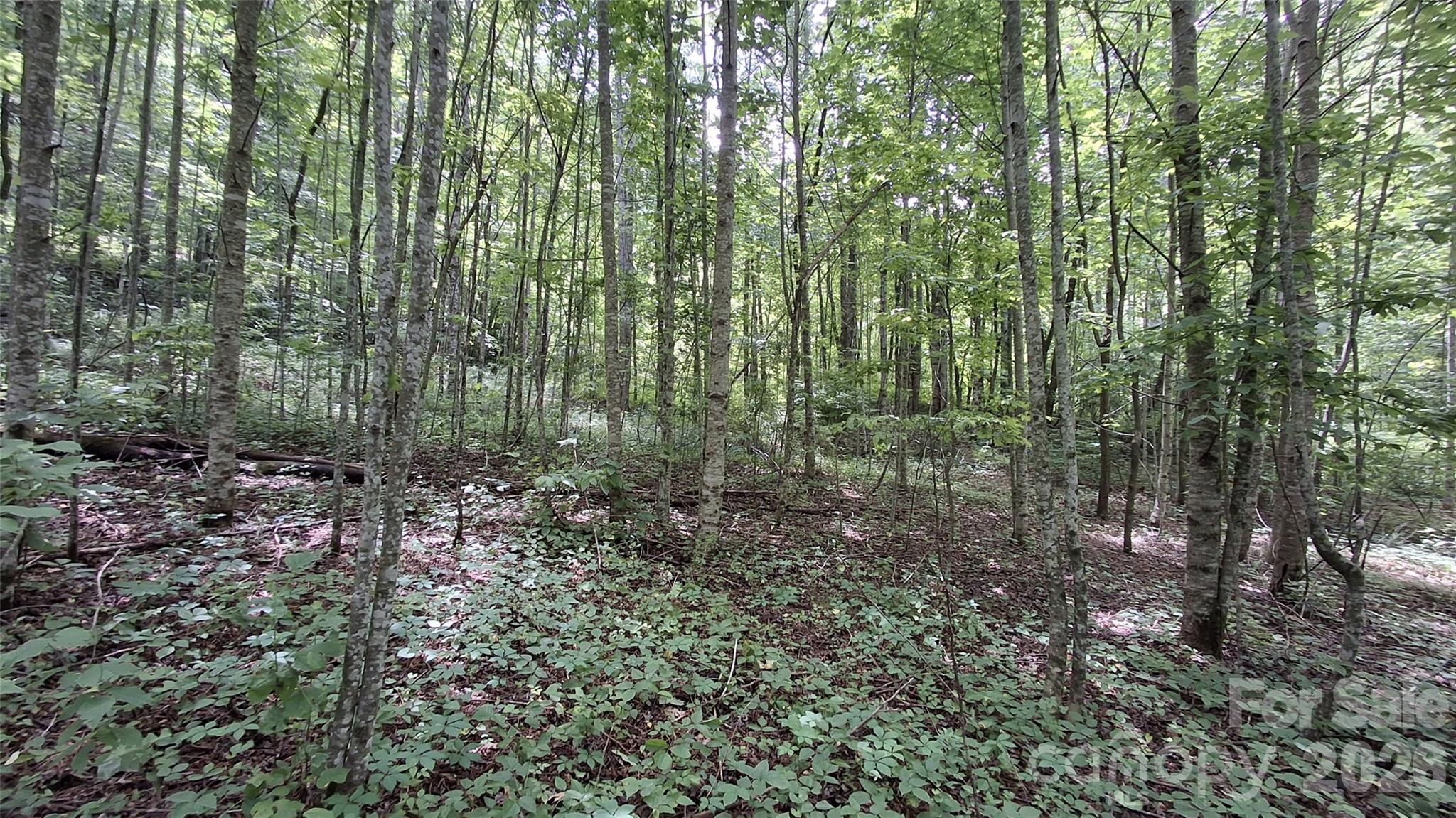 0 Dry Creek Road Robbinsville, NC 28771 - Photo 5 of 20