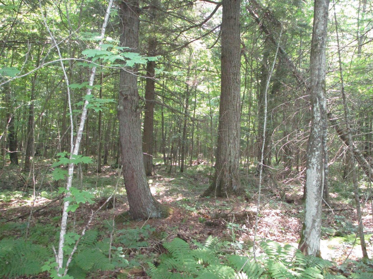 W11093 Oak Ridge Lane Kennan, WI 54537 - Photo 24 of 30 Gallery Image 24