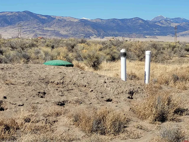 a view of a large tree