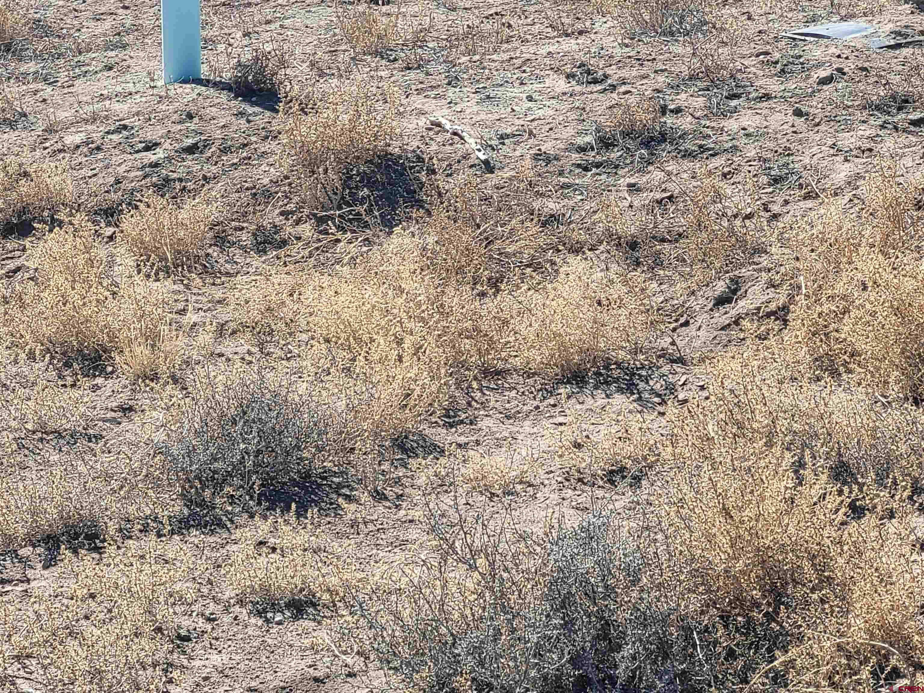 16073 Co Road Saguache, CO 81149 - Photo 8 of 12 a view of a dry yard with trees
