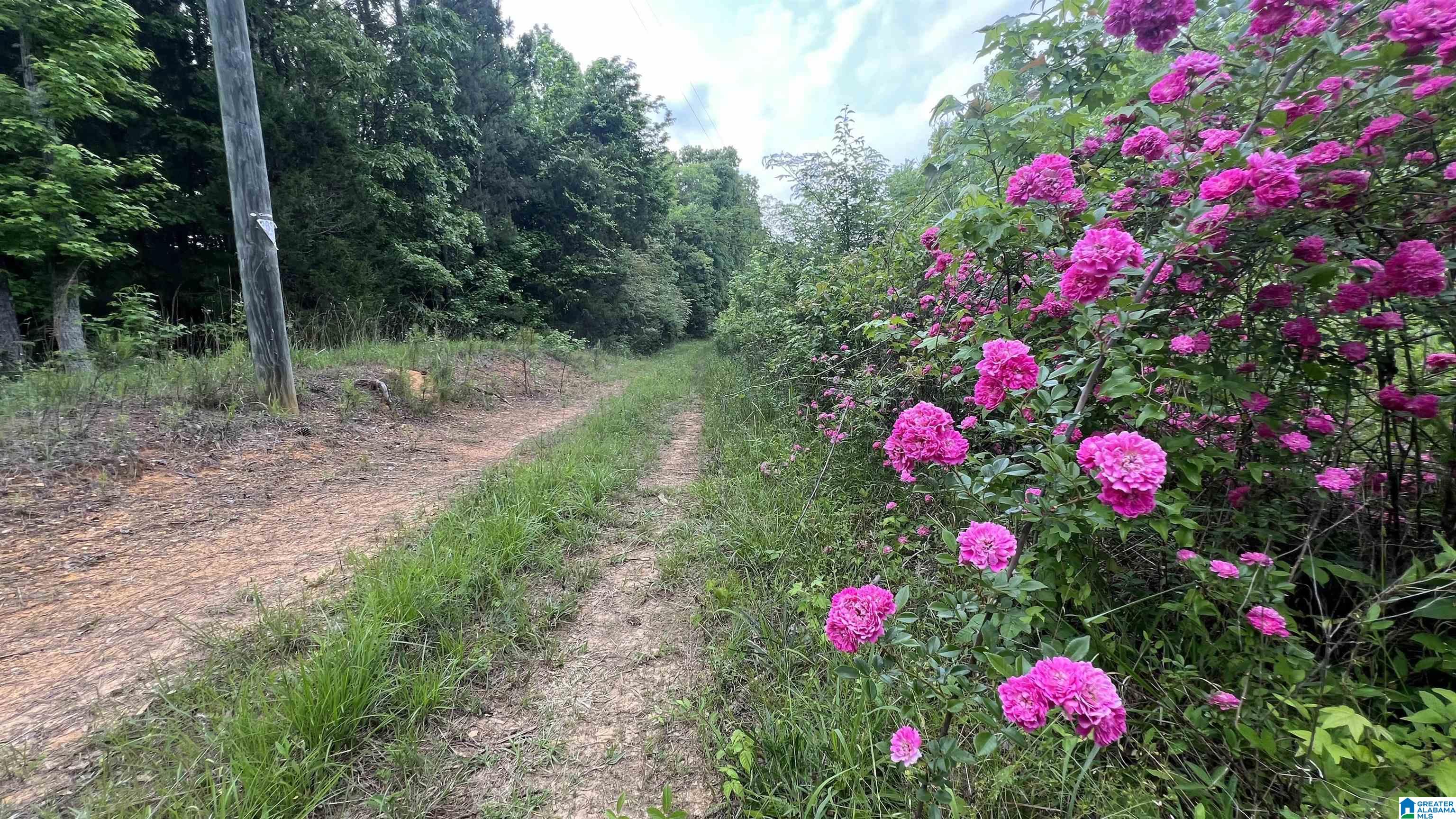 Lot 5 Woods Bend Road, Unit LOT 5 Ragland, AL 35131 - Photo 1 of 13