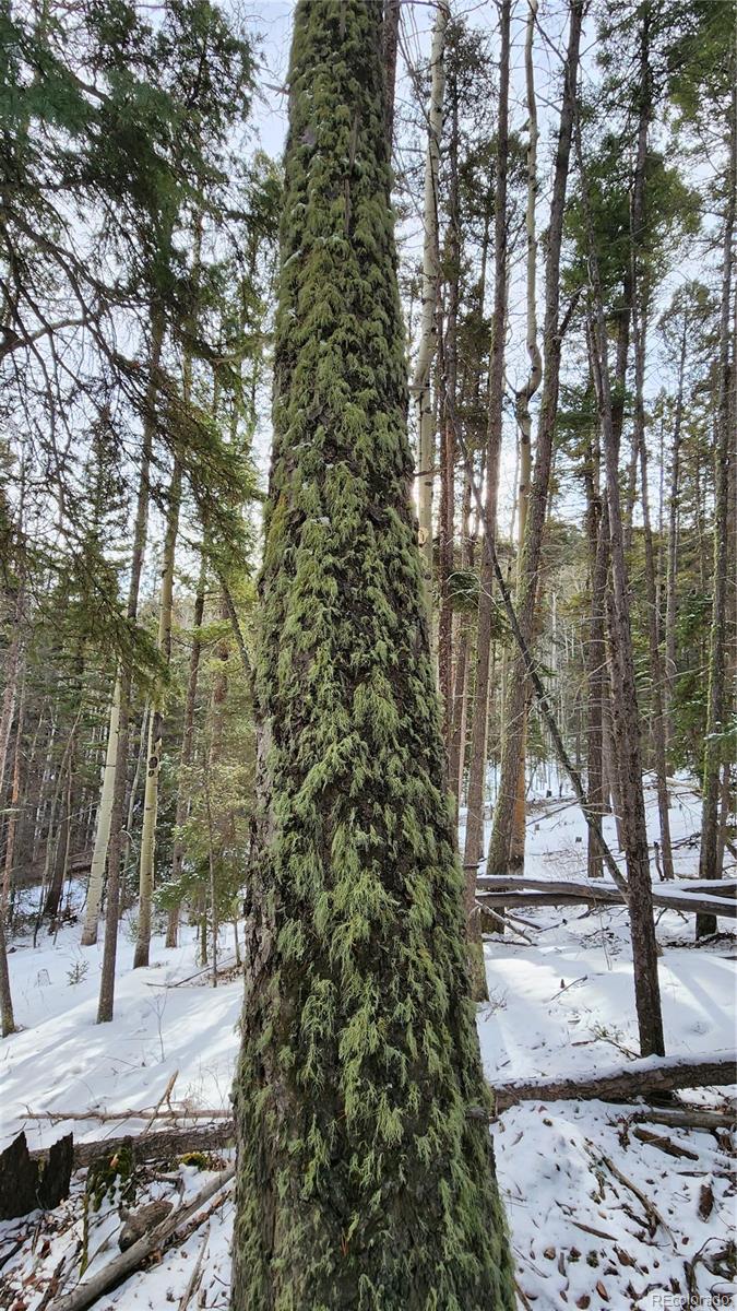 2785 Barber Road Fort Garland, CO 81133 - Photo 13 of 27