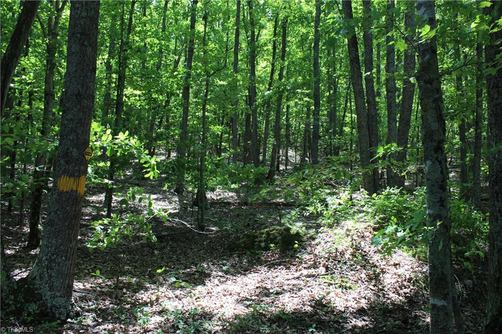 0 Stony Ridge Road Pinnacle, NC 27043 - Photo 4 of 10