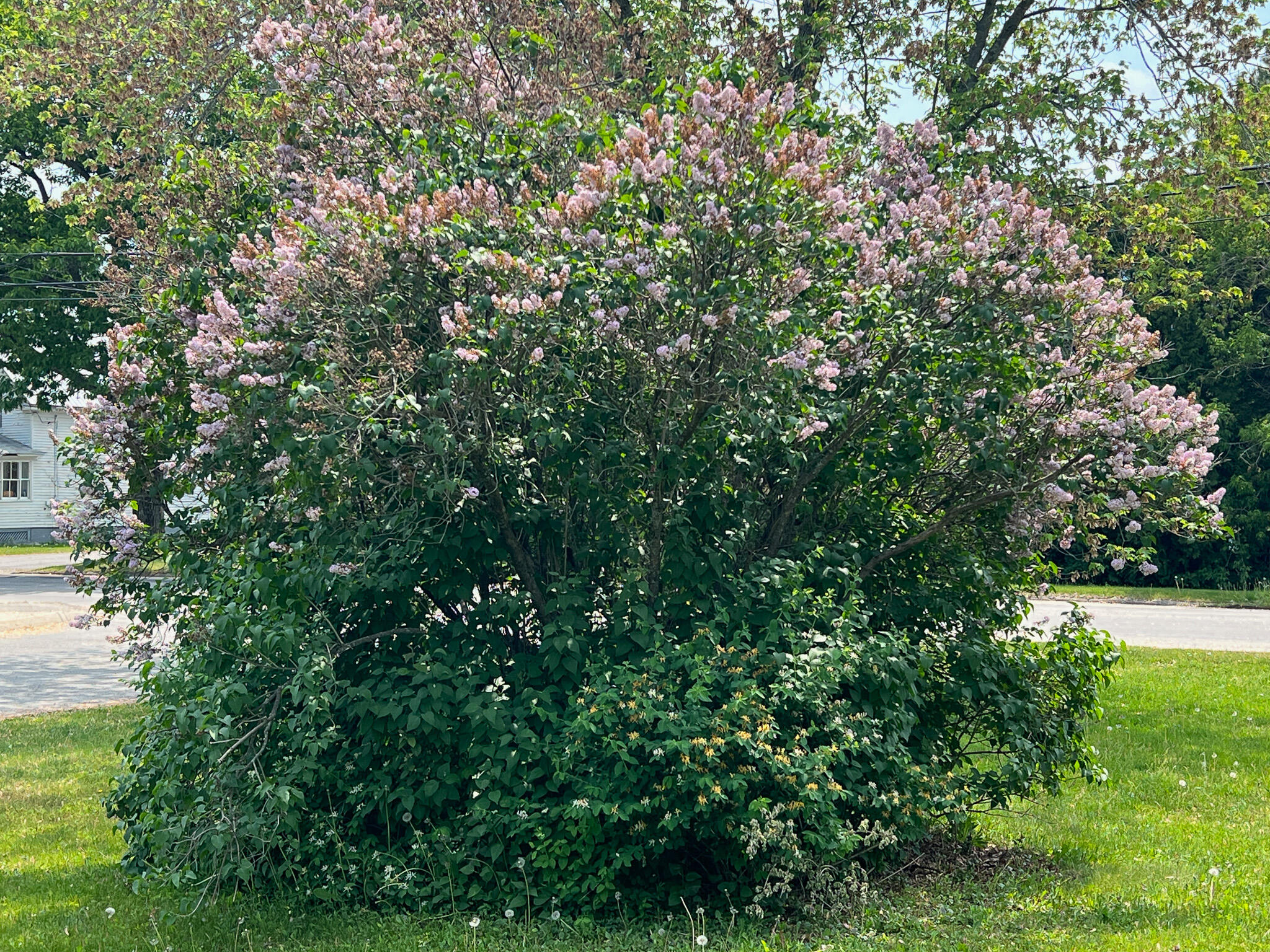 19 Willow Street Howland, ME 04448 - Photo 5 of 22 5