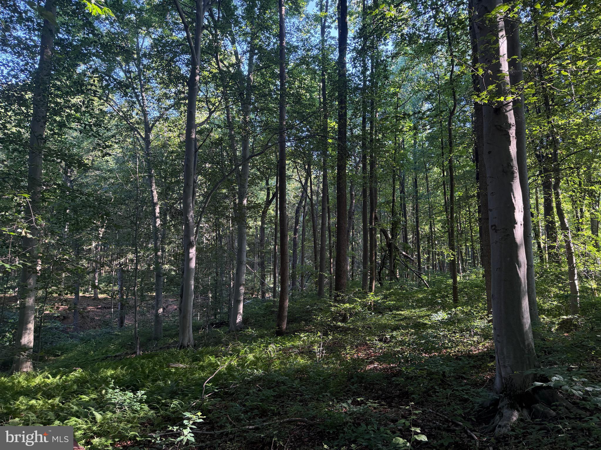 0 Rock Springs Road Conowingo, MD 21918 - Photo 12 of 79