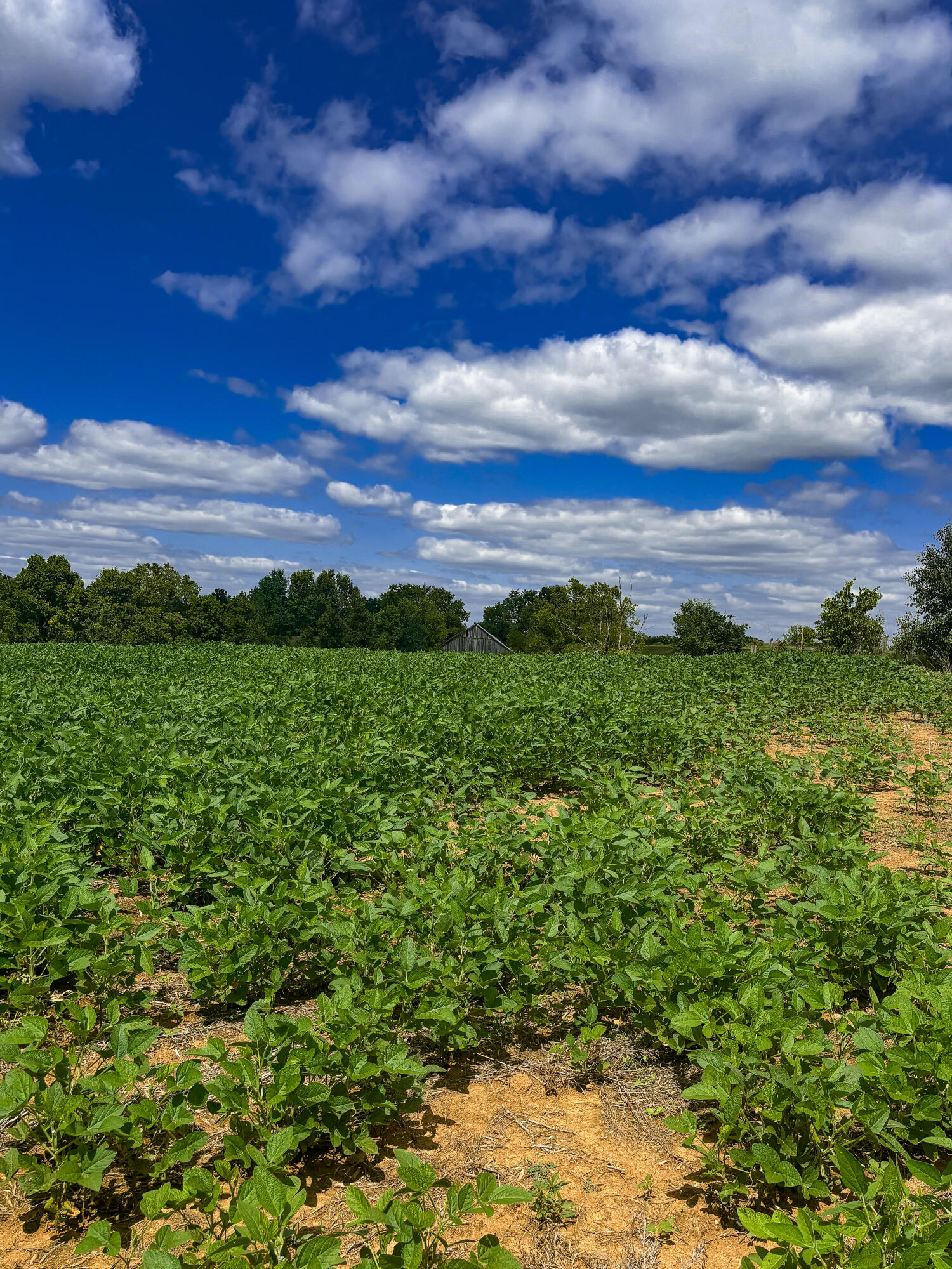 0 Concrete Road Carlisle, KY 40311 - Photo 4 of 18 03