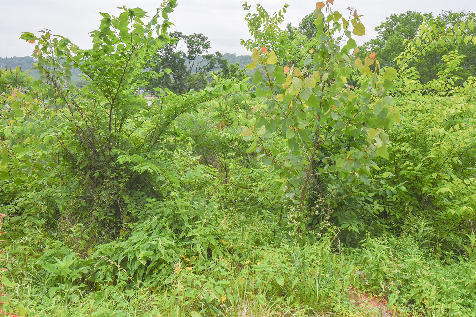 4768 River Road Hebron, KY 41048 - Photo 9 of 14