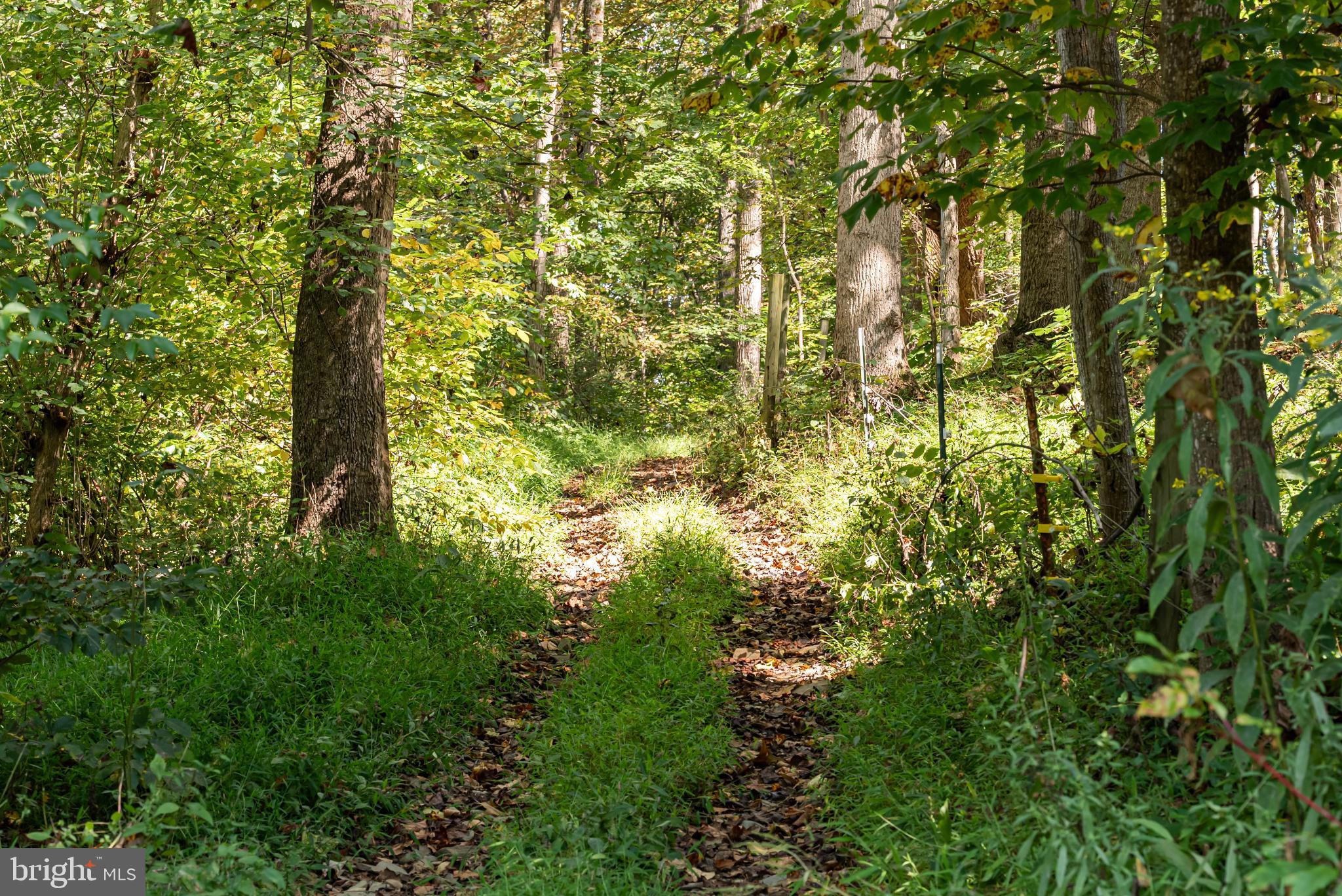 3225 Sage Road Markham, VA 22643 - Photo 46 of 48 Drive into the woods & paddocks