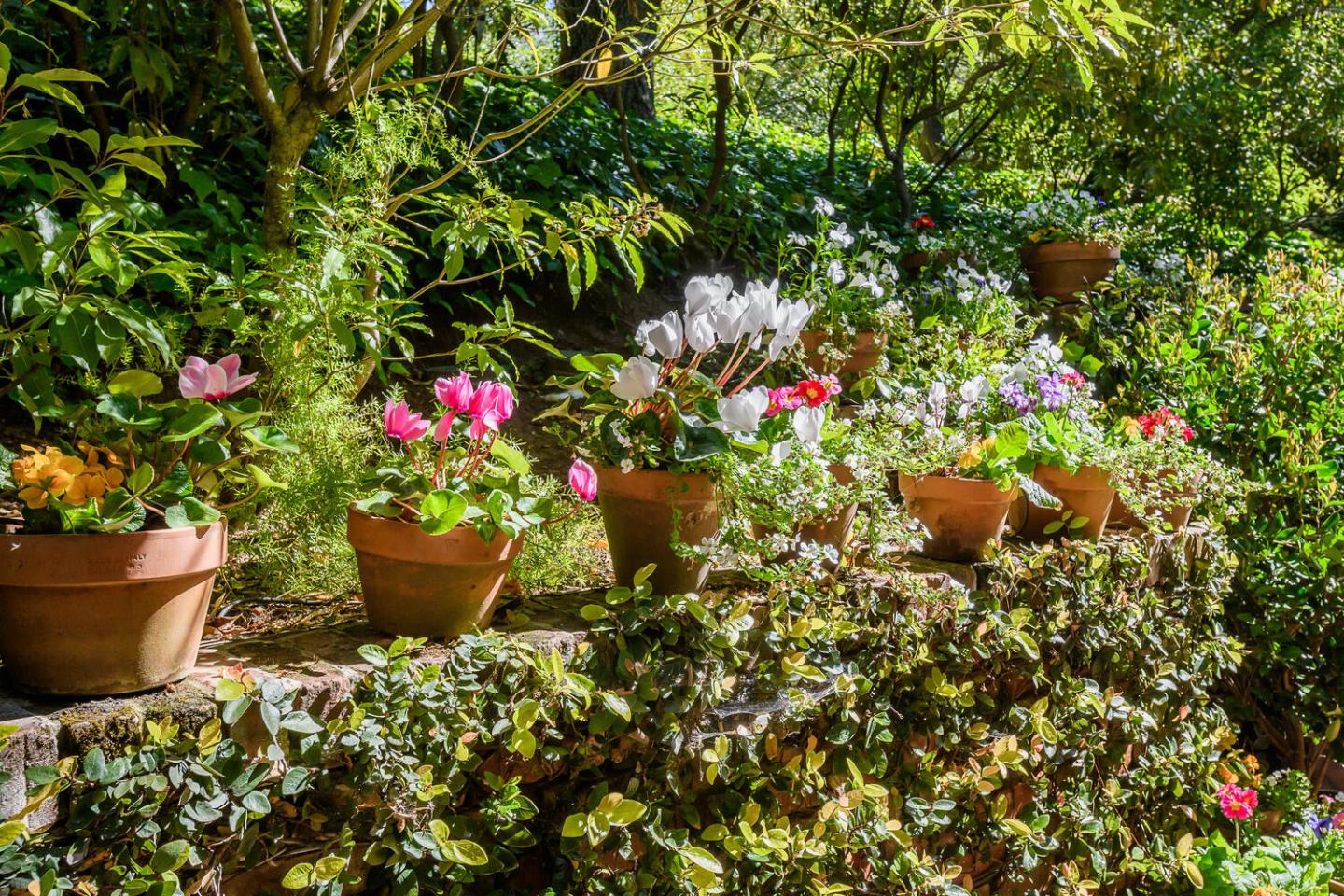 100 Robin Road Hillsborough, CA 94010 - Photo 68 of 90 a small garden covered with plants