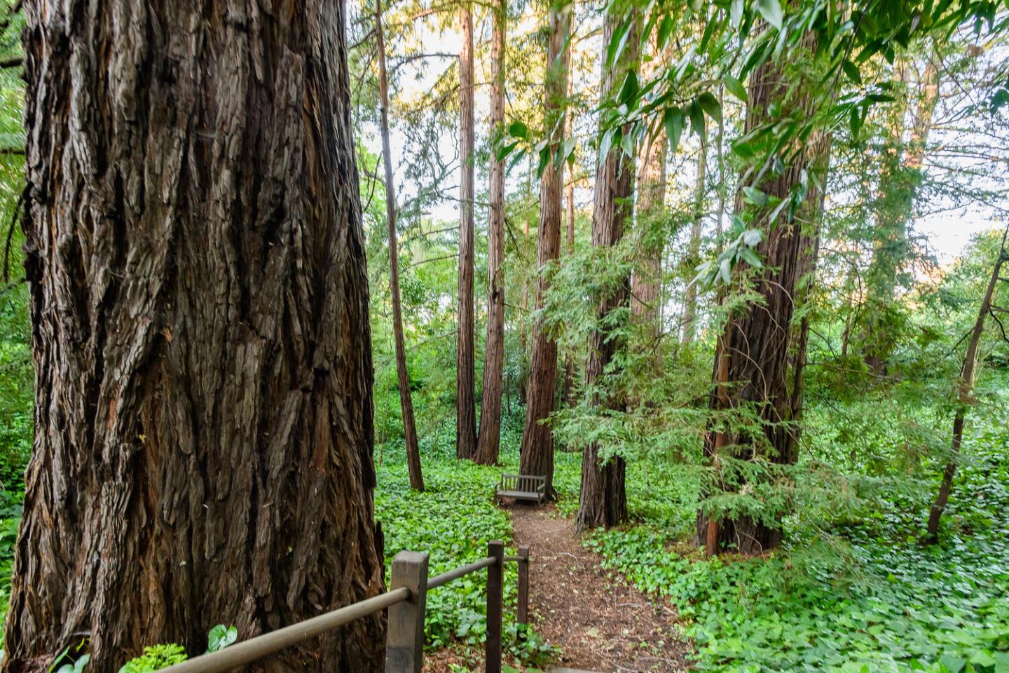 100 Robin Road Hillsborough, CA 94010 - Photo 70 of 90 a view of a yard with plants and a large tree
