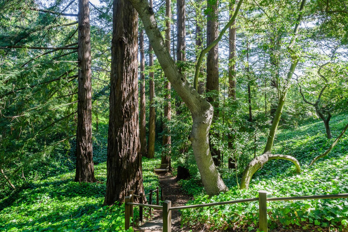 100 Robin Road Hillsborough, CA 94010 - Photo 71 of 90