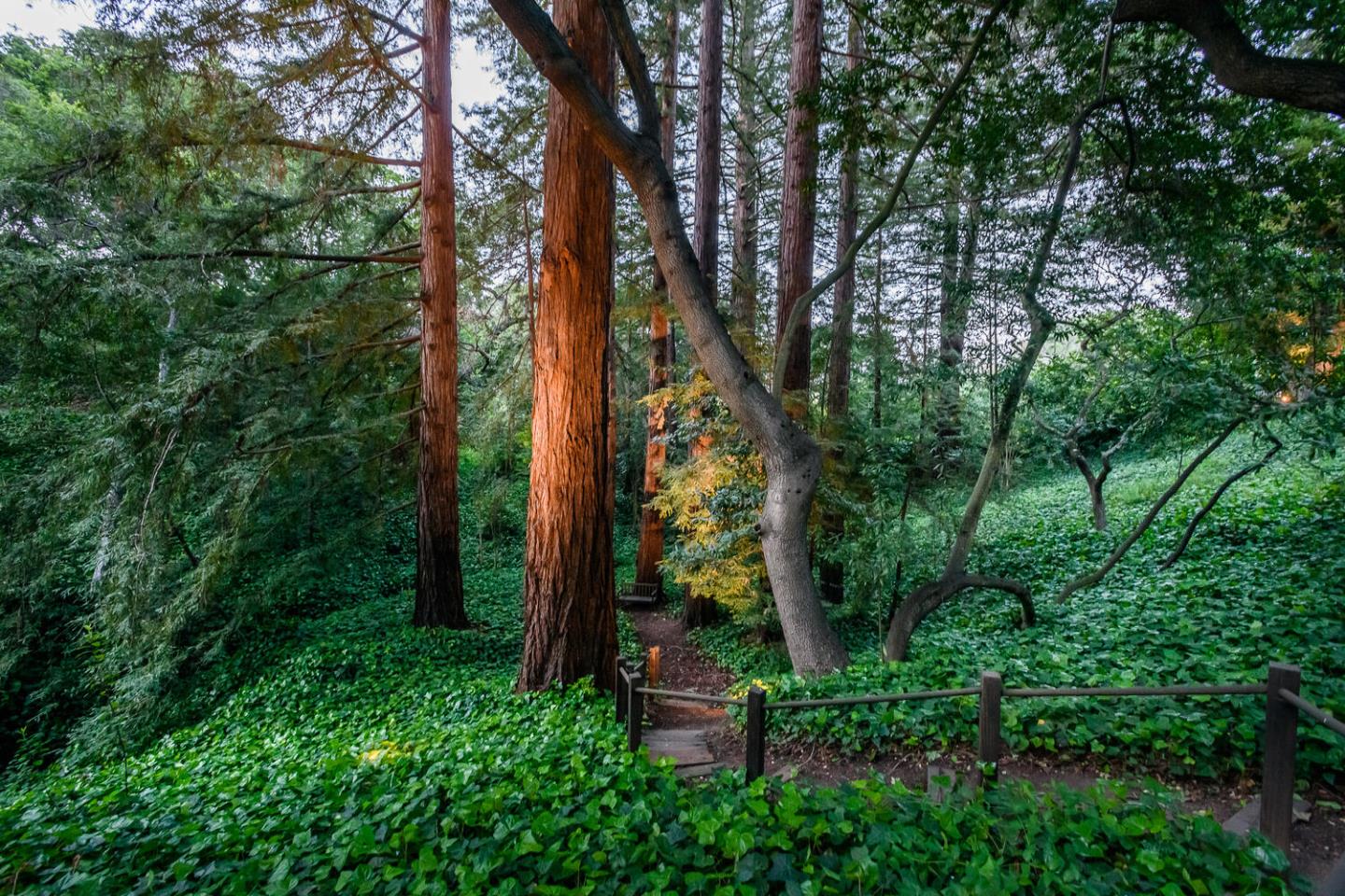 100 Robin Road Hillsborough, CA 94010 - Photo 86 of 90 a view of a garden