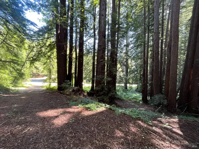 a view of a backyard with large trees