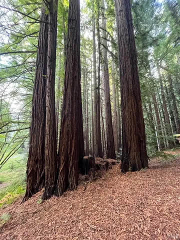 a view of a backyard with large trees and plants