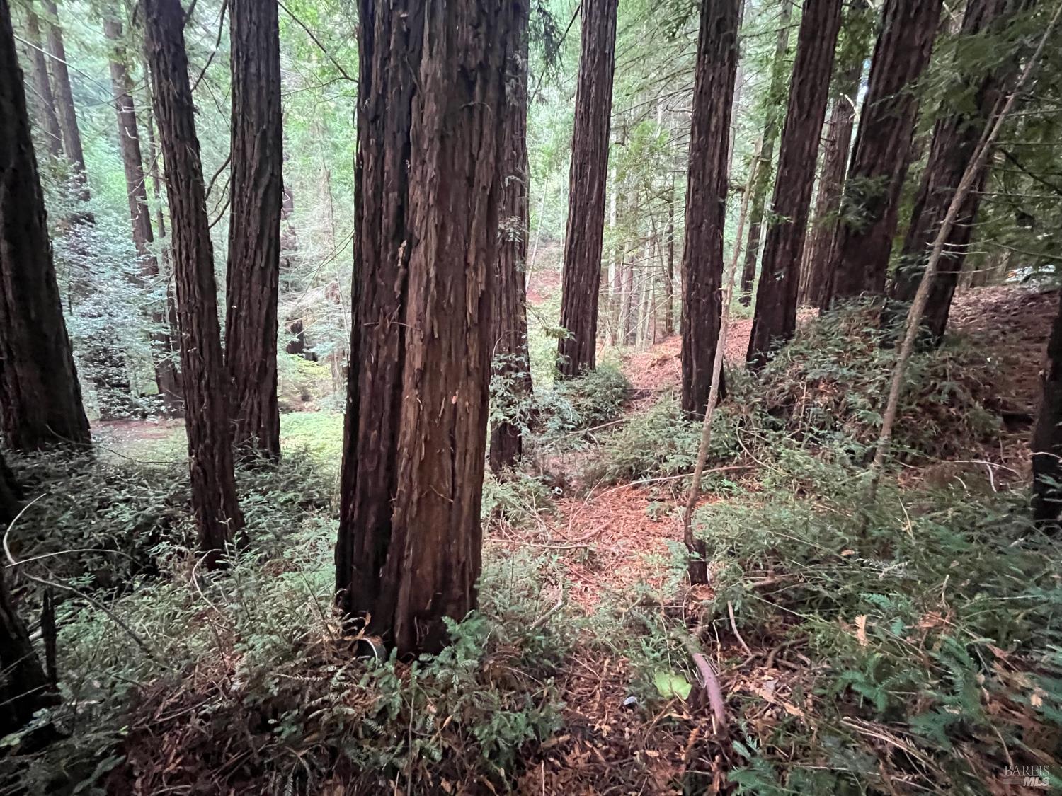 1355 Nicasio Valley Road Nicasio, CA 94946 - Photo 13 of 33 a view of a backyard with large trees and plants