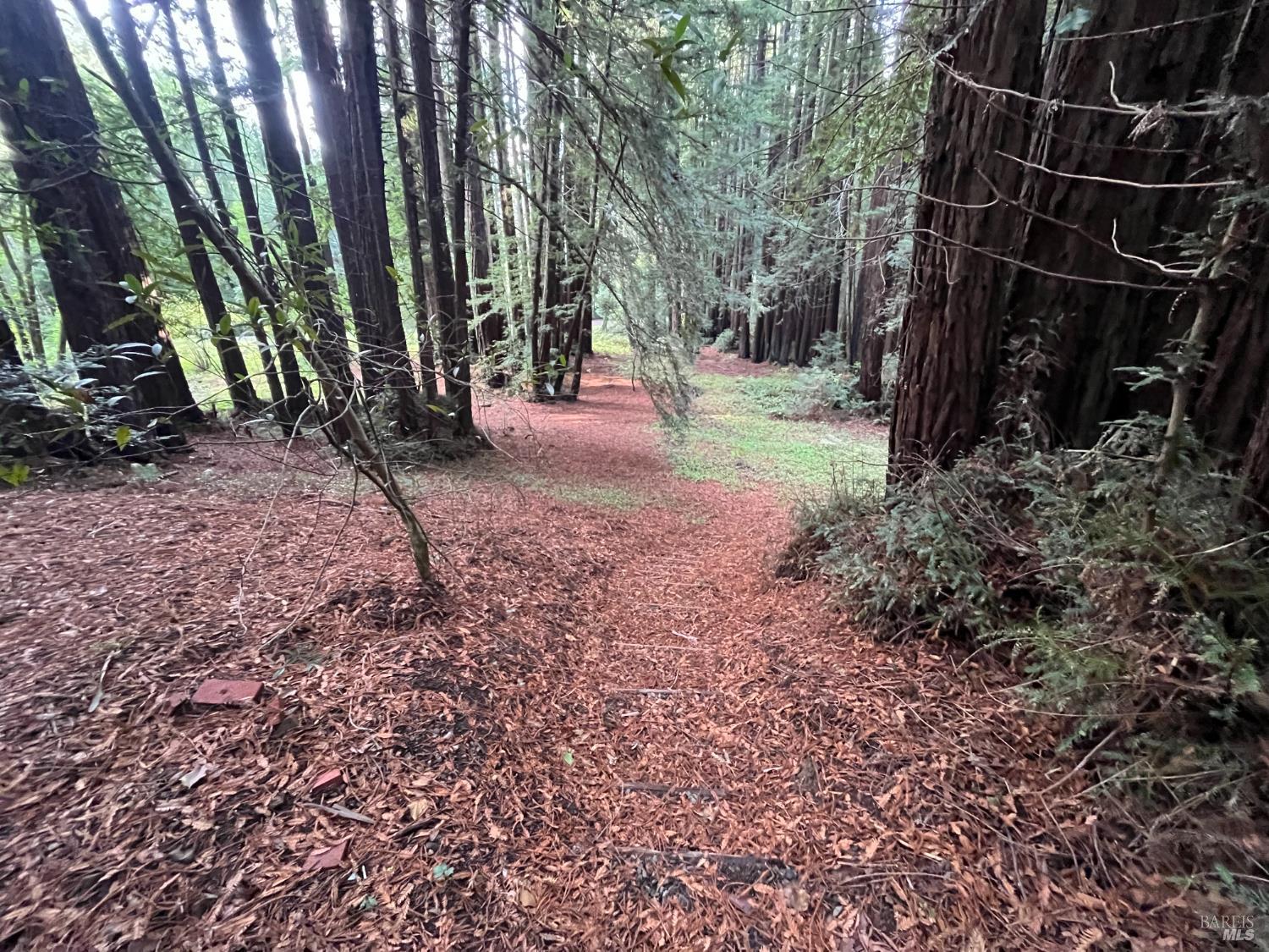 1355 Nicasio Valley Road Nicasio, CA 94946 - Photo 15 of 33 a view of yard