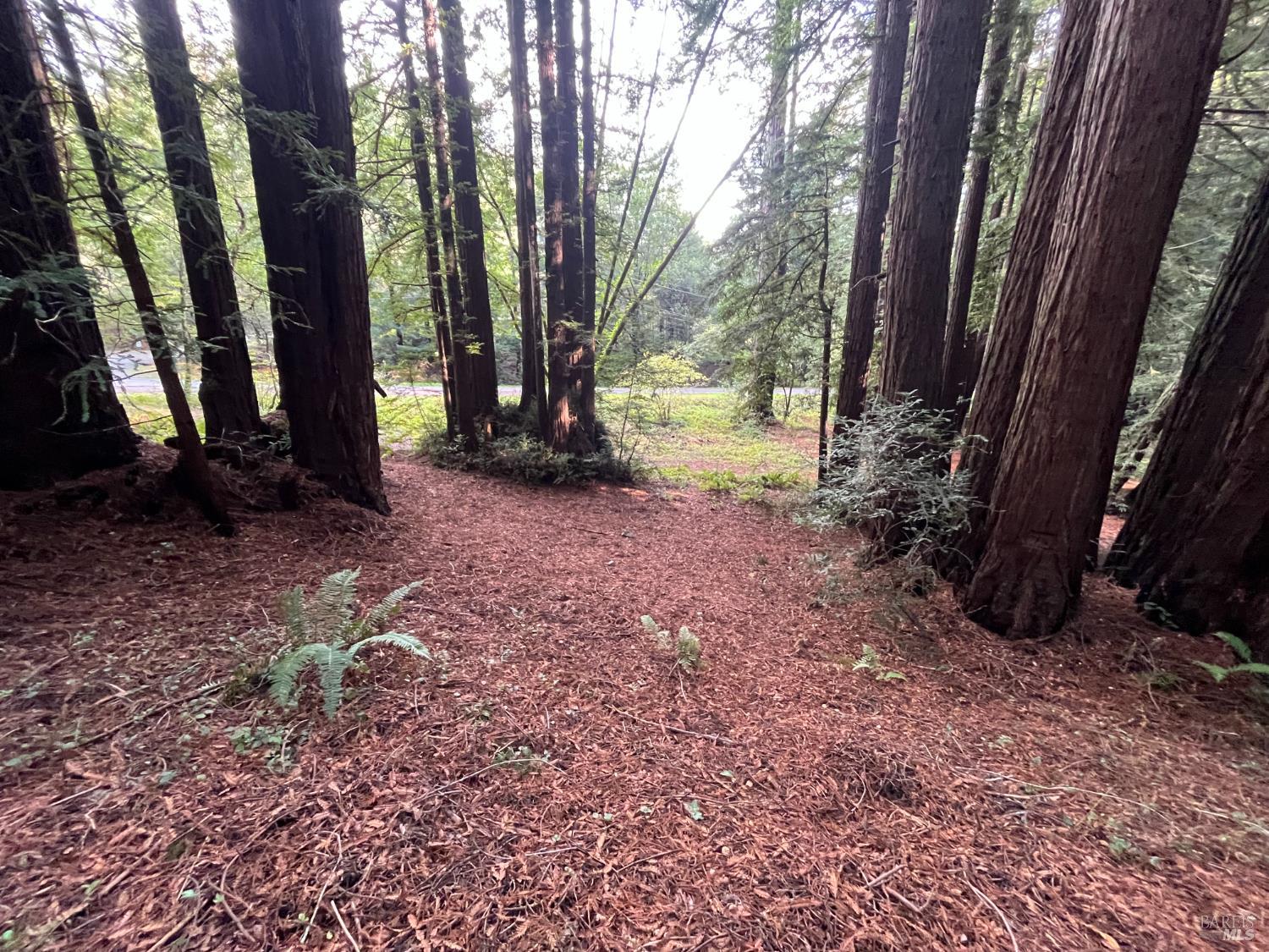 1355 Nicasio Valley Road Nicasio, CA 94946 - Photo 16 of 33 a view of a yard with large trees
