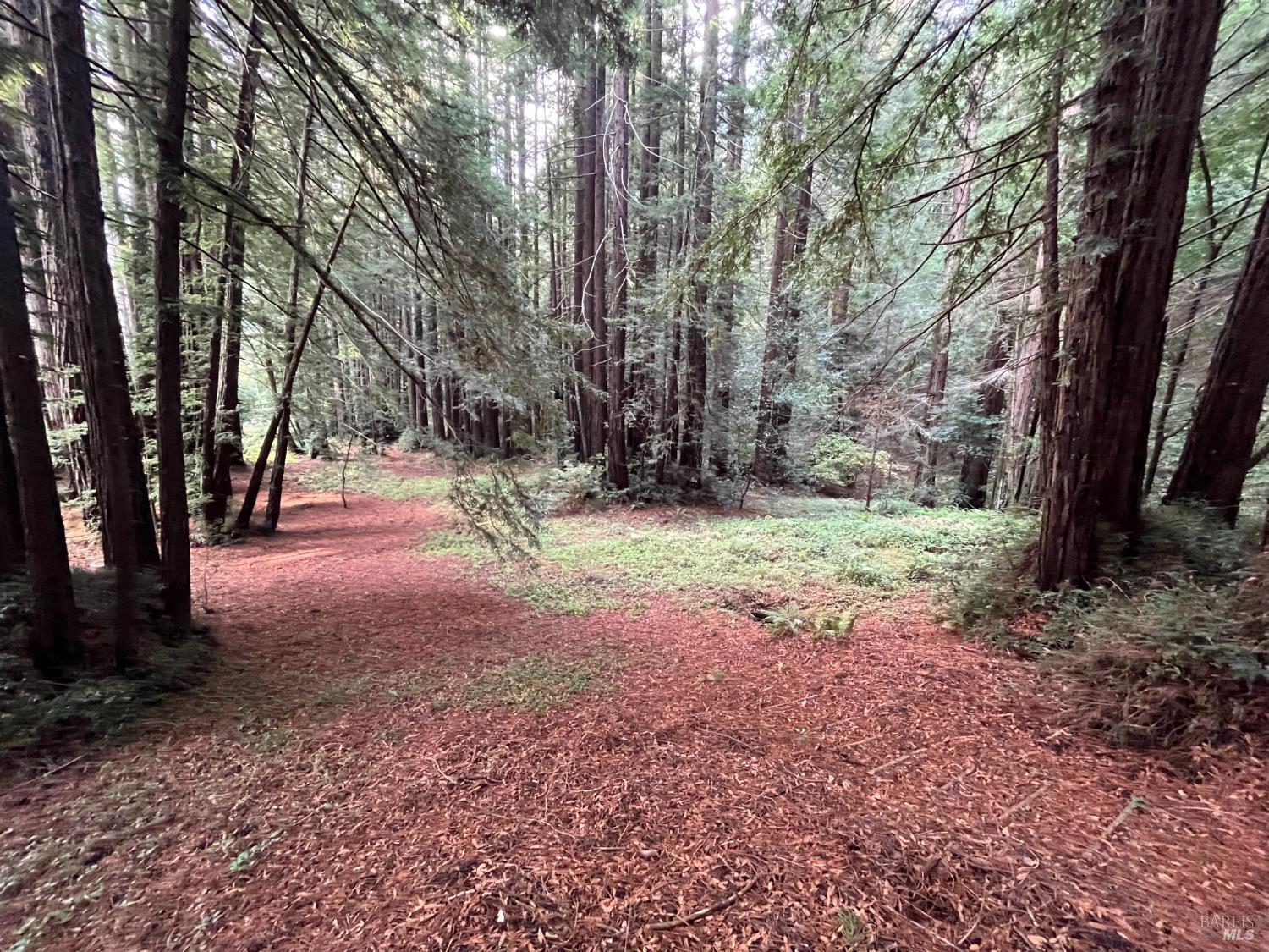 1355 Nicasio Valley Road Nicasio, CA 94946 - Photo 18 of 33 a view of outdoor space with trees