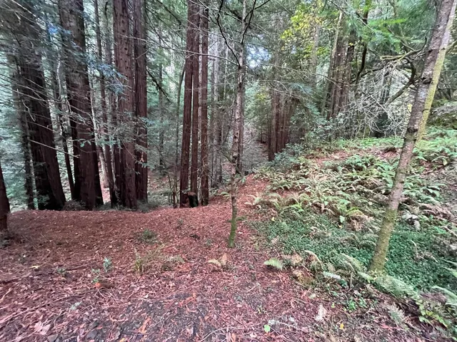a view of a yard with plants and trees