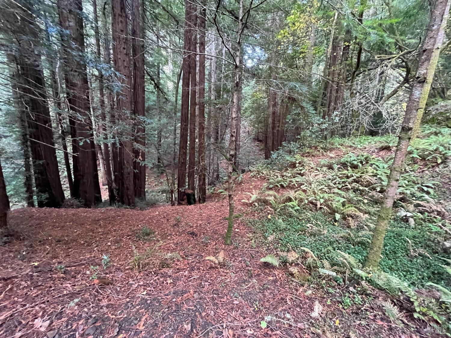 1355 Nicasio Valley Road Nicasio, CA 94946 - Photo 19 of 33 a view of a yard with trees