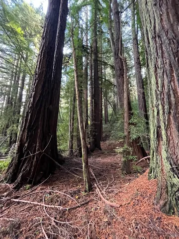 a backyard of a house with a yard and potted plants
