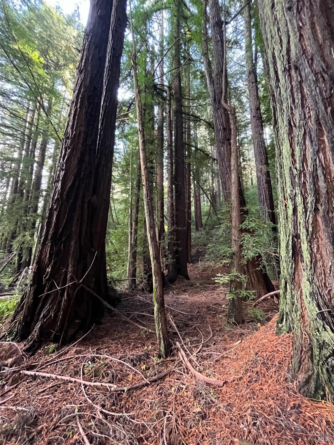 1355 Nicasio Valley Road Nicasio, CA 94946 - Photo 23 of 33 a backyard of a house with lots of green space