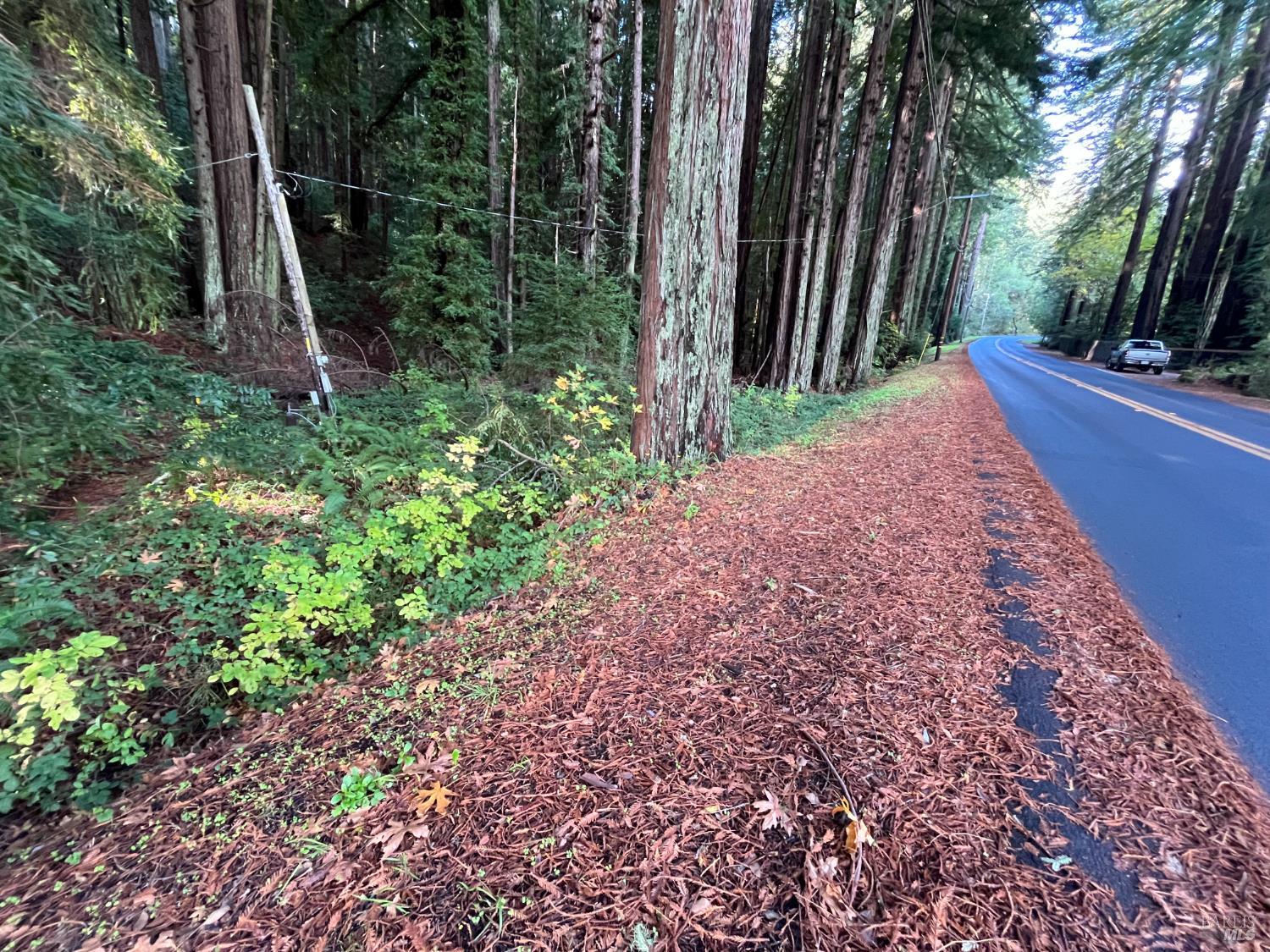 1355 Nicasio Valley Road Nicasio, CA 94946 - Photo 24 of 33 a view of a backyard with plants and large trees