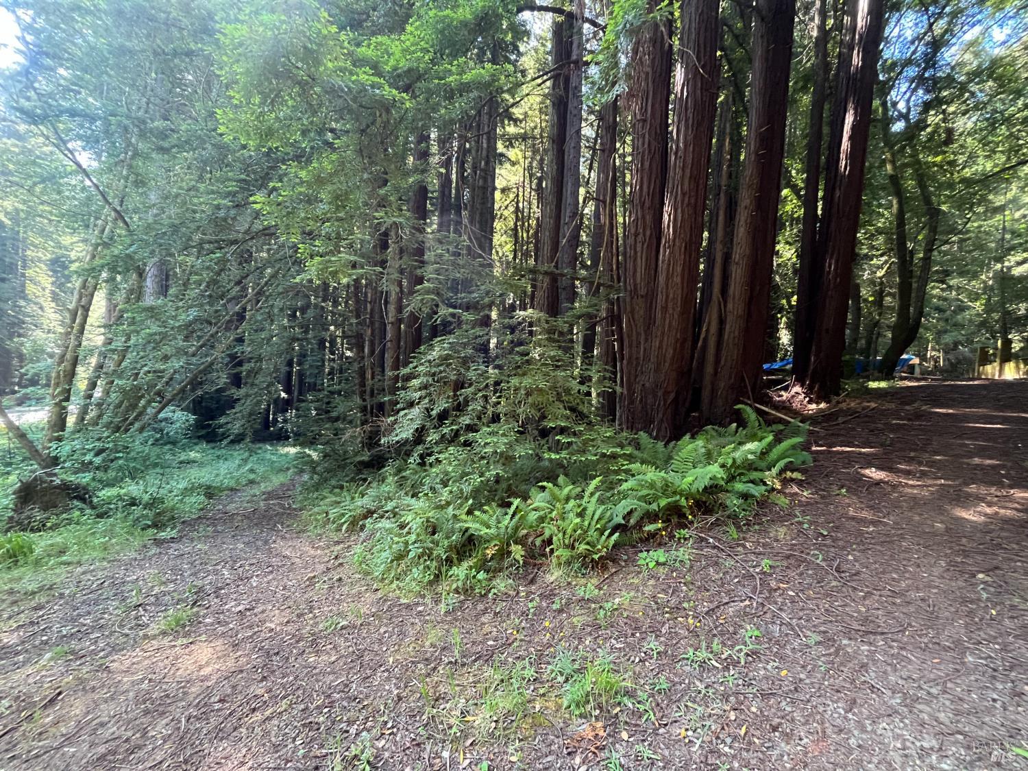 1355 Nicasio Valley Road Nicasio, CA 94946 - Photo 3 of 33 a view of backyard with green space