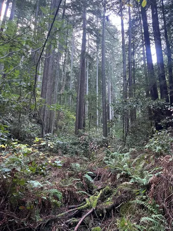 a view of a forest with trees