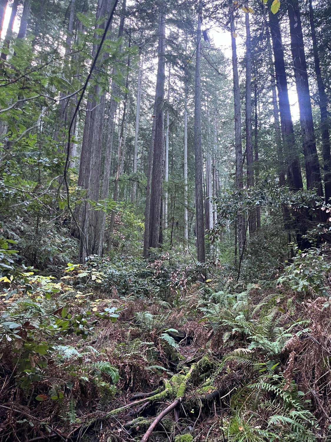 1355 Nicasio Valley Road Nicasio, CA 94946 - Photo 31 of 33 a backyard of a house with lots of green space