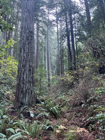 $1,250,000 | 1355 Nicasio Valley Road, Nicasio, CA 94946