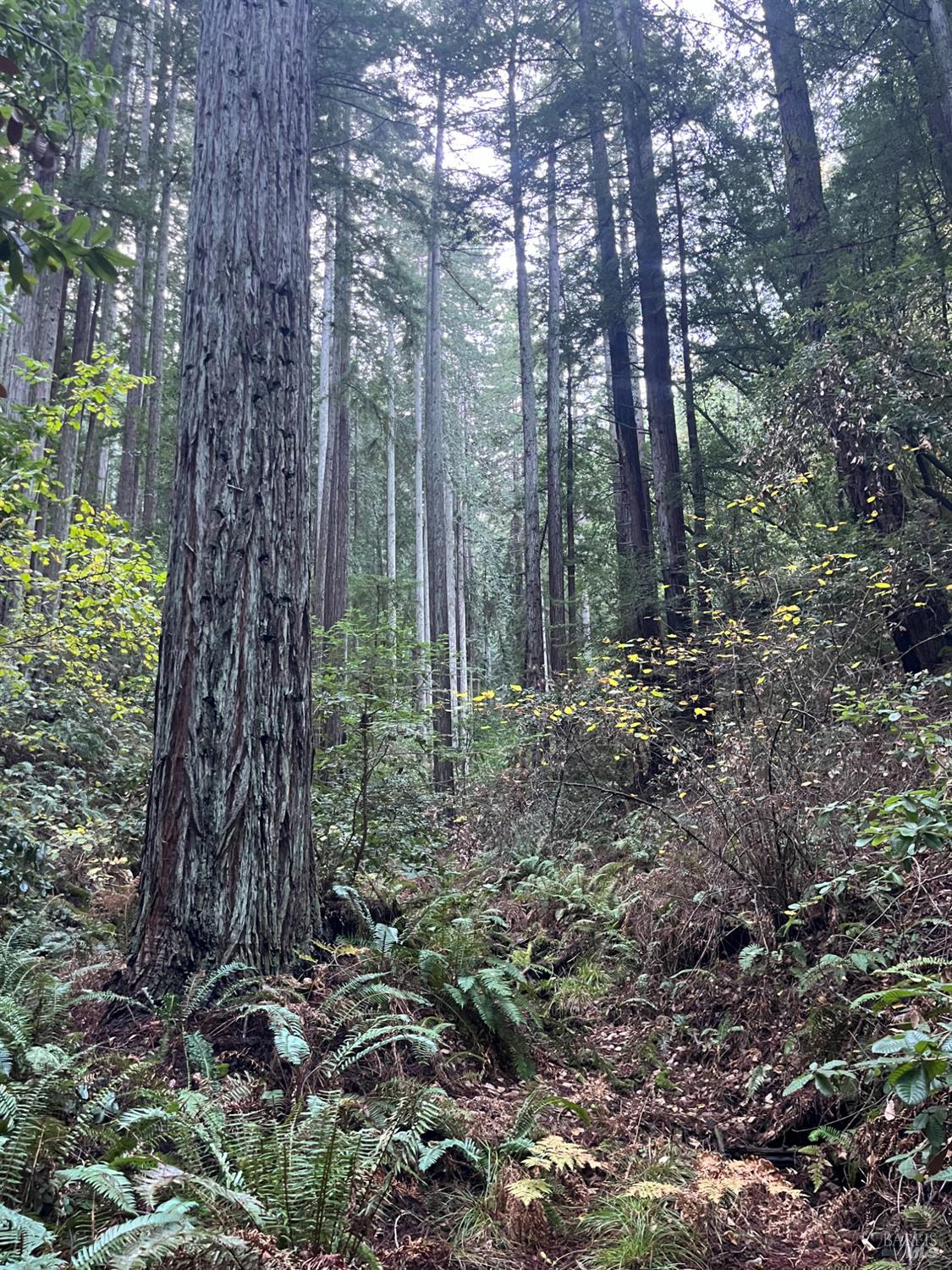 1355 Nicasio Valley Road Nicasio, CA 94946 - Photo 33 of 33 a view of a forest with trees