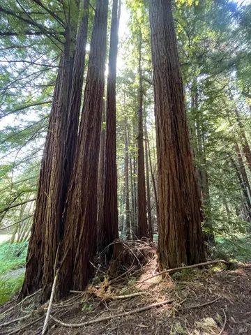 a close up of a tree in a forest