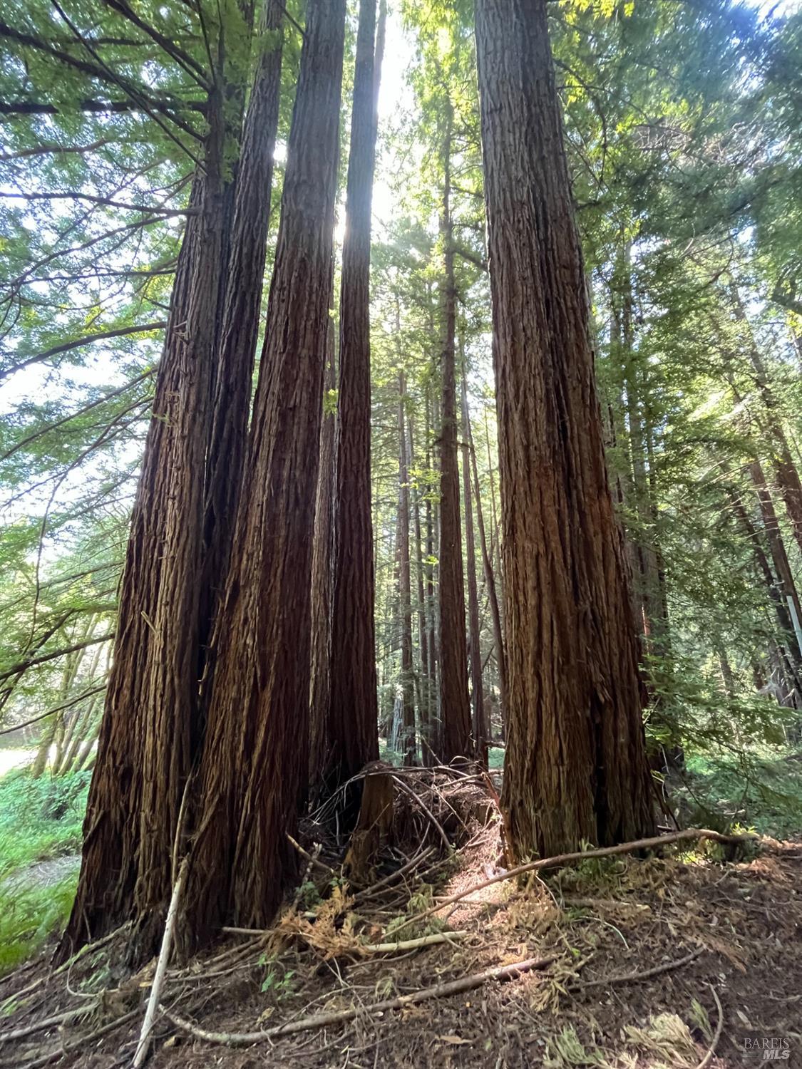 1355 Nicasio Valley Road Nicasio, CA 94946 - Photo 4 of 33