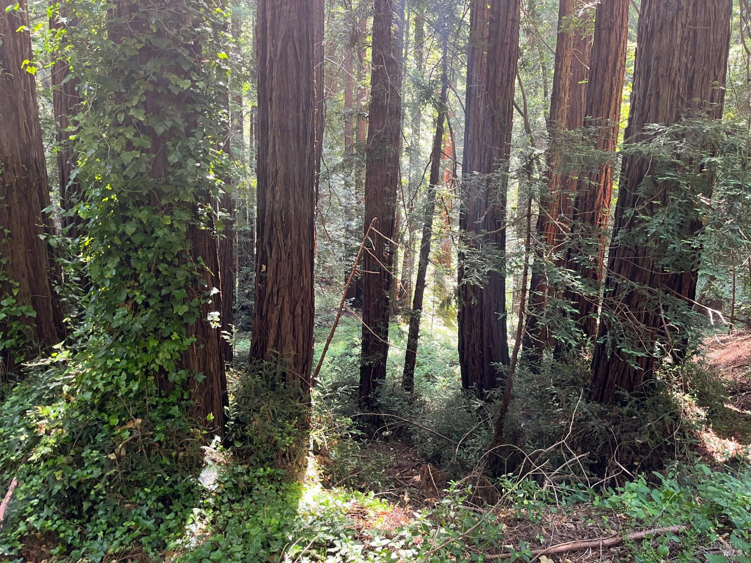 1355 Nicasio Valley Road Nicasio, CA 94946 - Photo 5 of 33 a close up of a tree in a forest