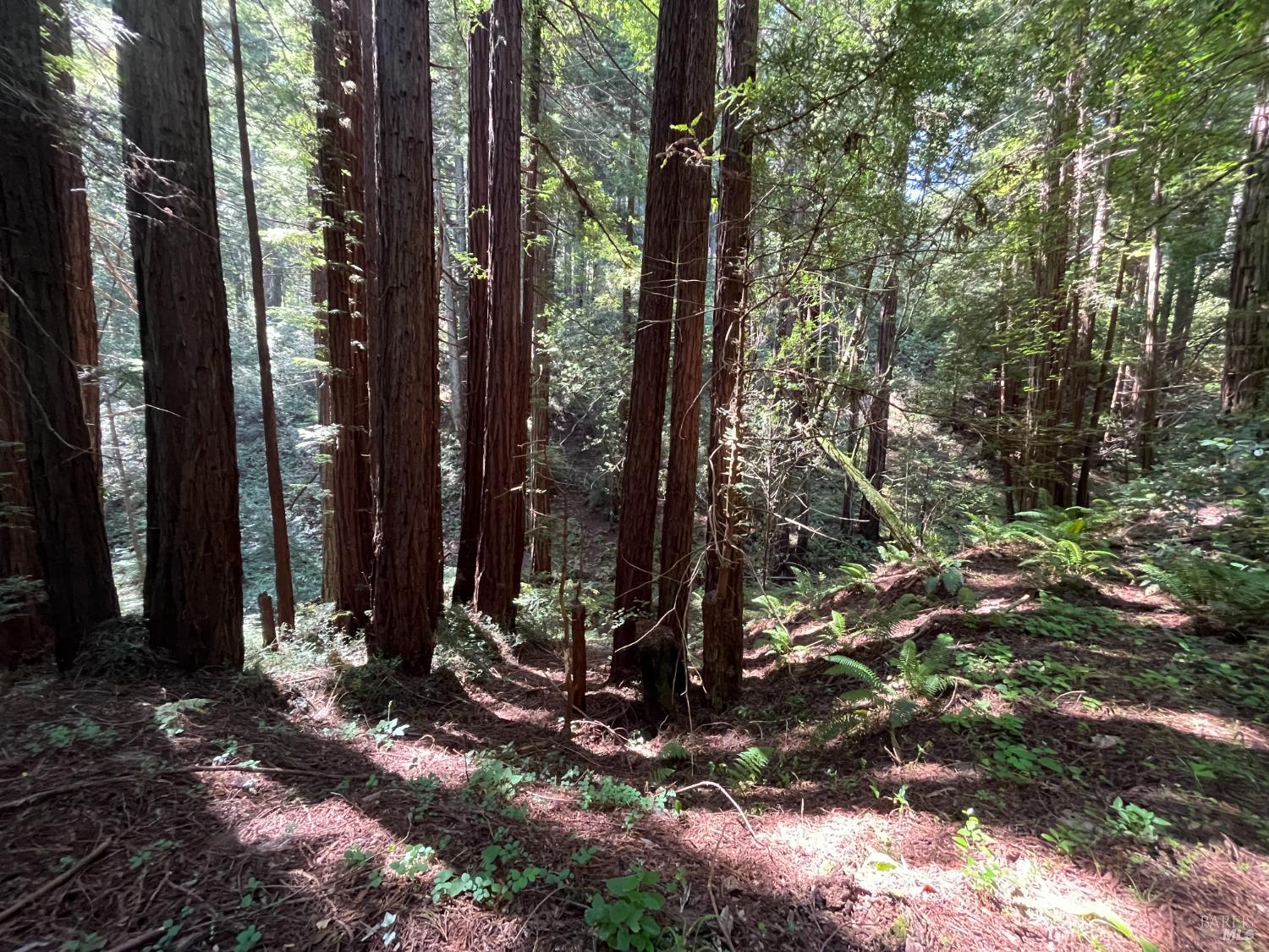 1355 Nicasio Valley Road Nicasio, CA 94946 - Photo 6 of 33 a view of a backyard of the house