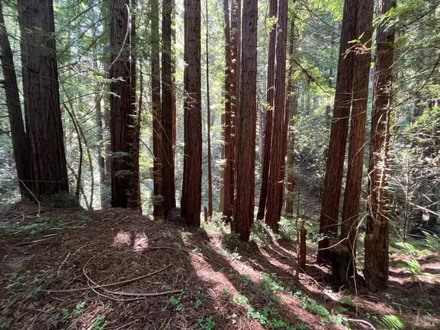 a view of a yard with large trees