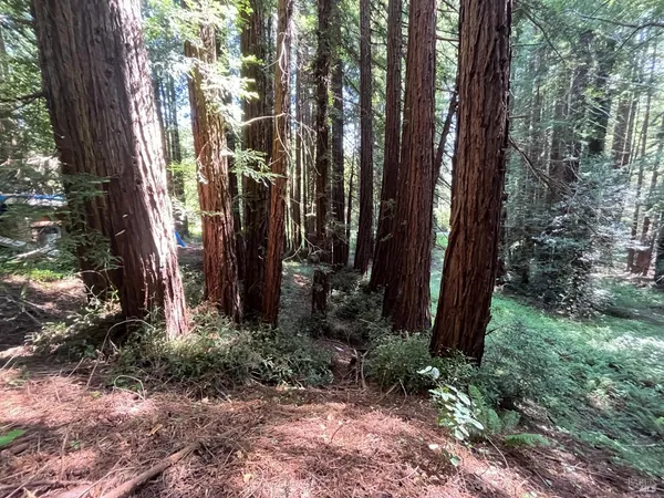 a view of a backyard
