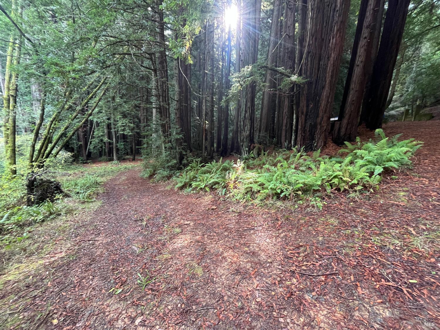 1355 Nicasio Valley Road Nicasio, CA 94946 - Photo 9 of 33 a view of a backyard