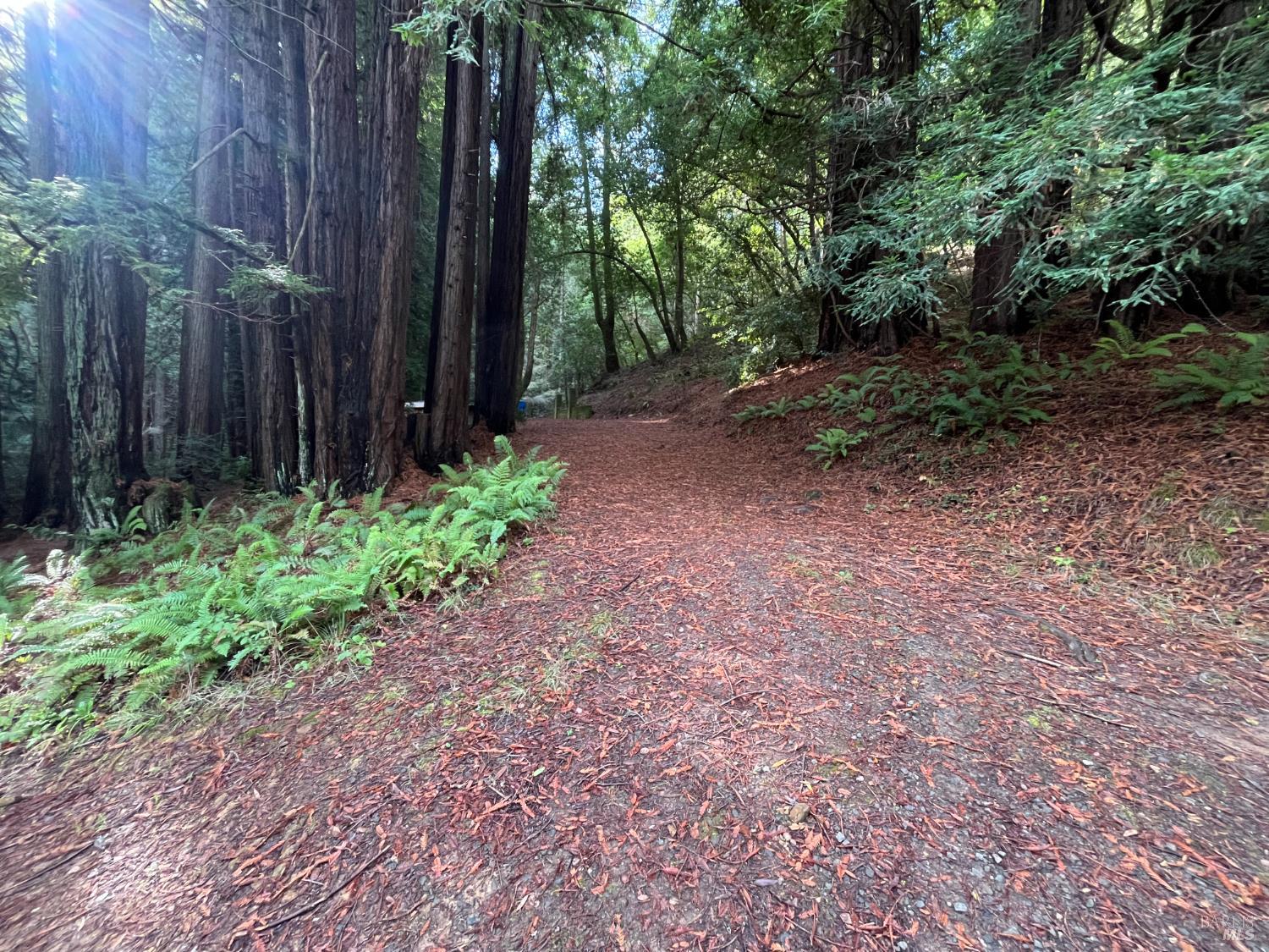 1355 Nicasio Valley Road Nicasio, CA 94946 - Photo 10 of 33 a view of a backyard with large trees and wooden fence