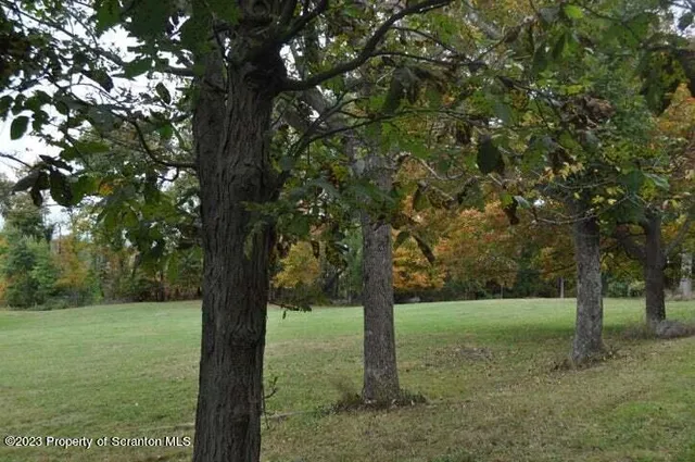 a view of a yard with a tree