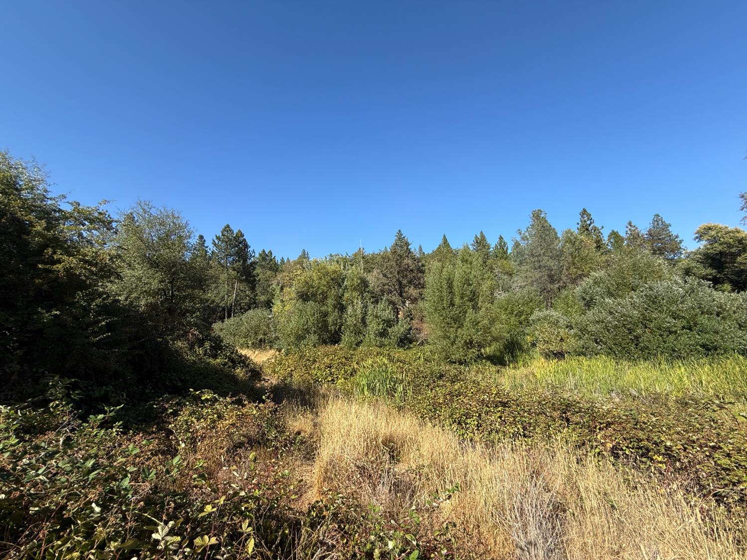 17898 Alexandra Way Grass Valley, CA 95949 - Photo 12 of 23 a view of a yard with a tree