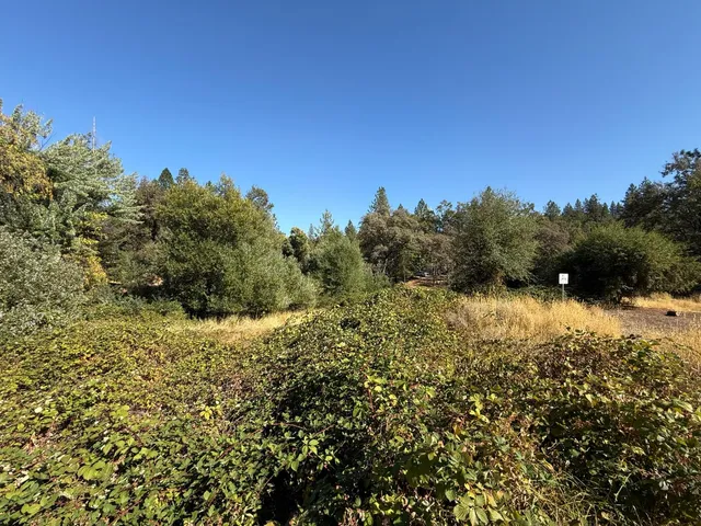 a view of a yard with a plant
