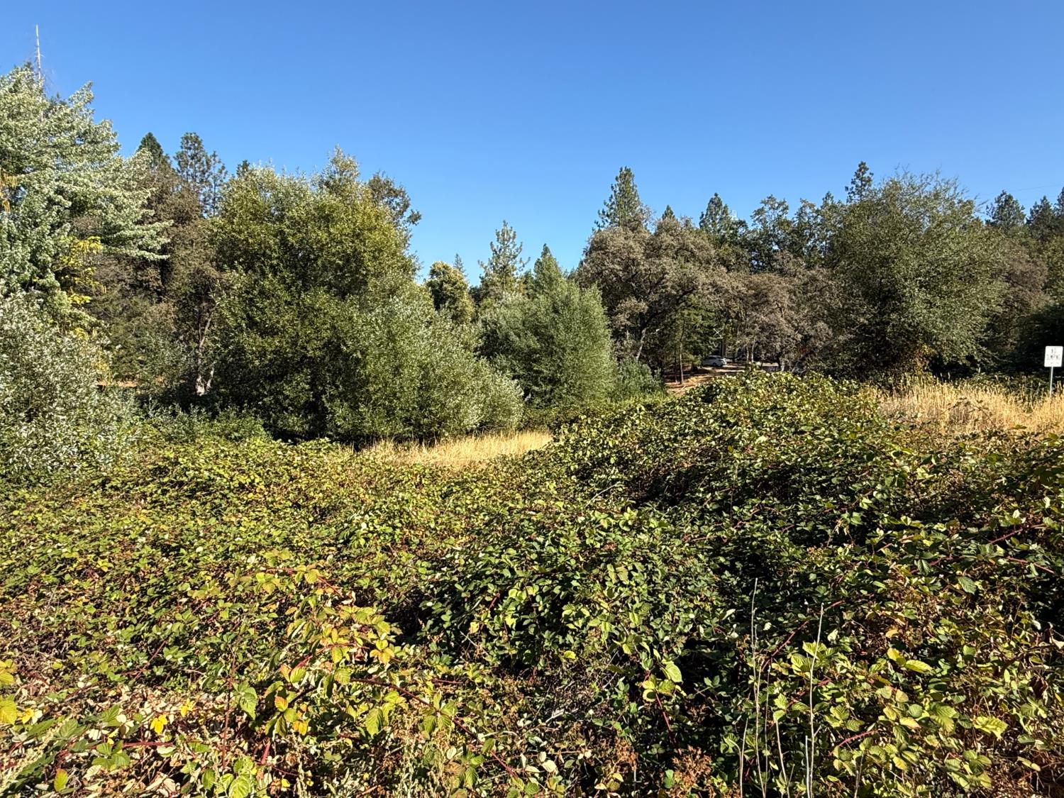 17898 Alexandra Way Grass Valley, CA 95949 - Photo 4 of 23 a view of a yard with a plant